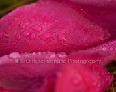 Pink Petals & Droplets - 8x6" Glossy Mounted Premium Fine Art Nature Photo Print - Affordable Artwork Decor