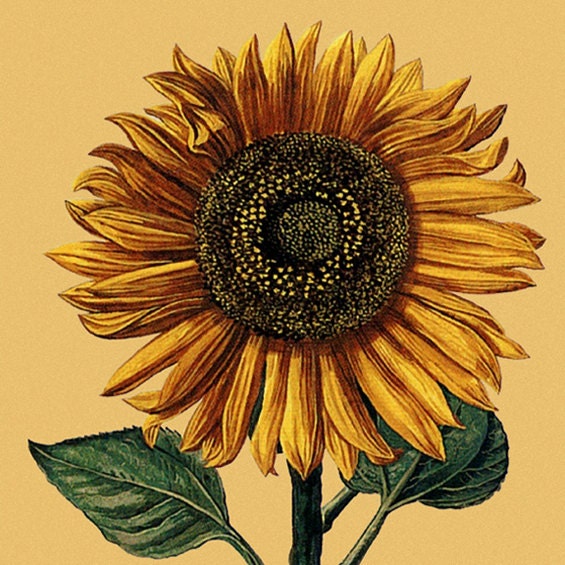 Vintage Sunflower 106