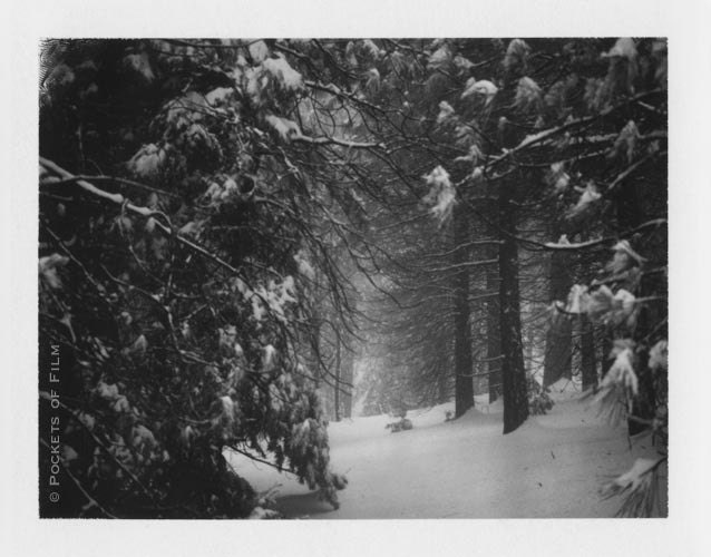 forest polaroid