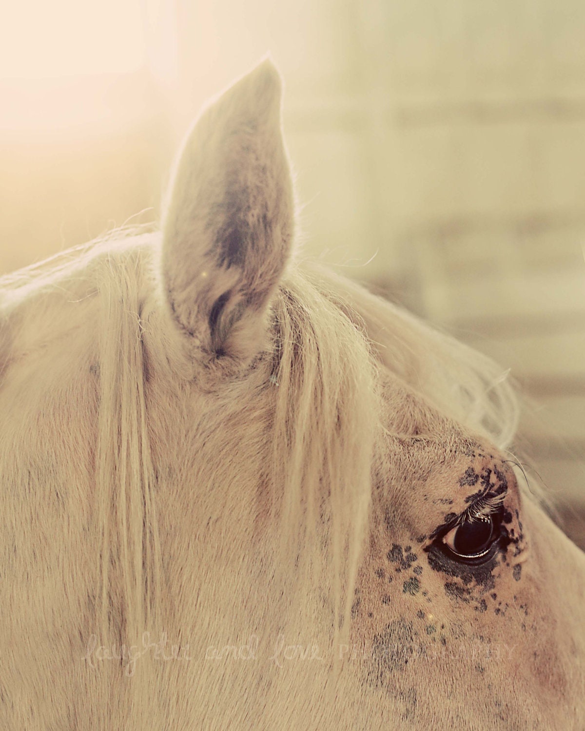 White Horse Profile 8x10 Fine Art Photography Country Shabby Chic Farm Barn Animal Nursery Home Decor Wall Art Rustic White Black