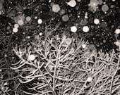 Let it Snow Black and White 8x10 Fine Art Photography Winter Holiday Christmas Dreamy Bokeh Home Decor Wall Art Bedroom - laughlovephoto
