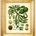 Walnut Botanical Art - 11x14