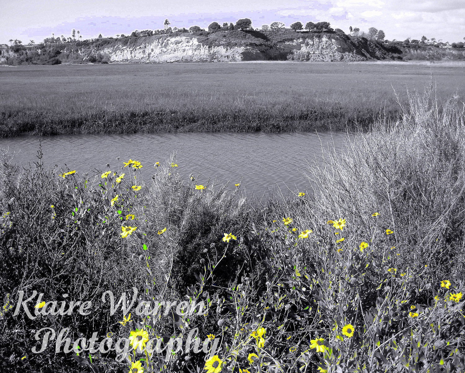 Yellow Flowers at the Bay, Newport Beach, California Photography Print By Klaire Warren 8X10 Matted 11X14 Inspirational Artwork for the Home