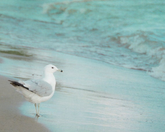 Seagull Photography 8x10, Mint Green Photo, Beach Photograph, Ocean Picture, Coastal Cottage Decor, Lake House Wall Art