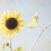Sunflower Photograph 8x10, Yellow Flower Photography, Blue Gray Gold Home Decor, Fall Garden Picture, Autumn Wall Decor, for her