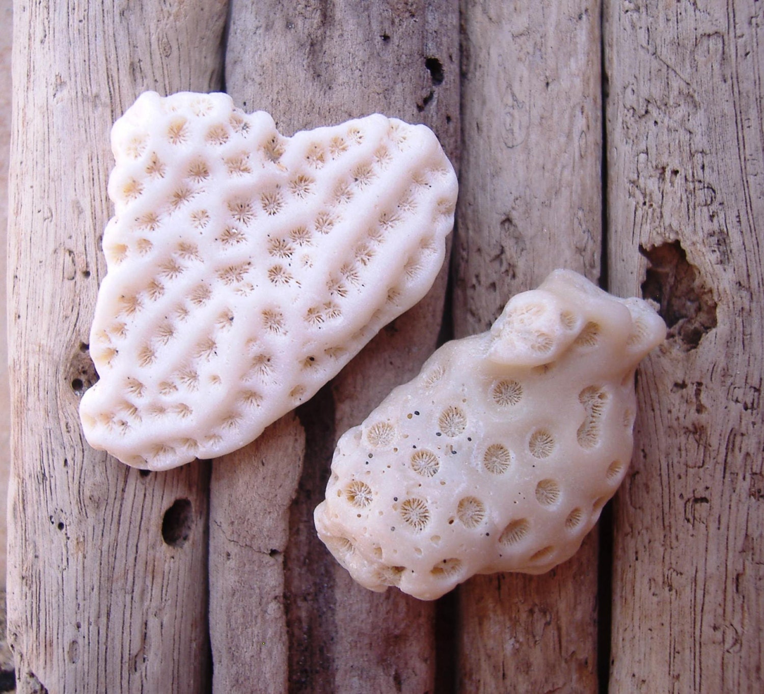 Small White Natural Coral Frags Pieces - Florida - Under 10