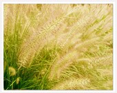 Emerald Green botanicals photo, 8x10 print, leaf green prairies Grass, landscape nature fine art photography