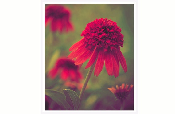 Ruby Red Flower Photo, red green, 8x10 print, ruby red bathroom wall art, paprika botanical art print, fall autumn flower, guest room decor