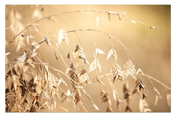 Amber abstract photo, topaz botanical print, yellow Bathroom wall decor, Botanical print , guest room decor,  autumn grasses