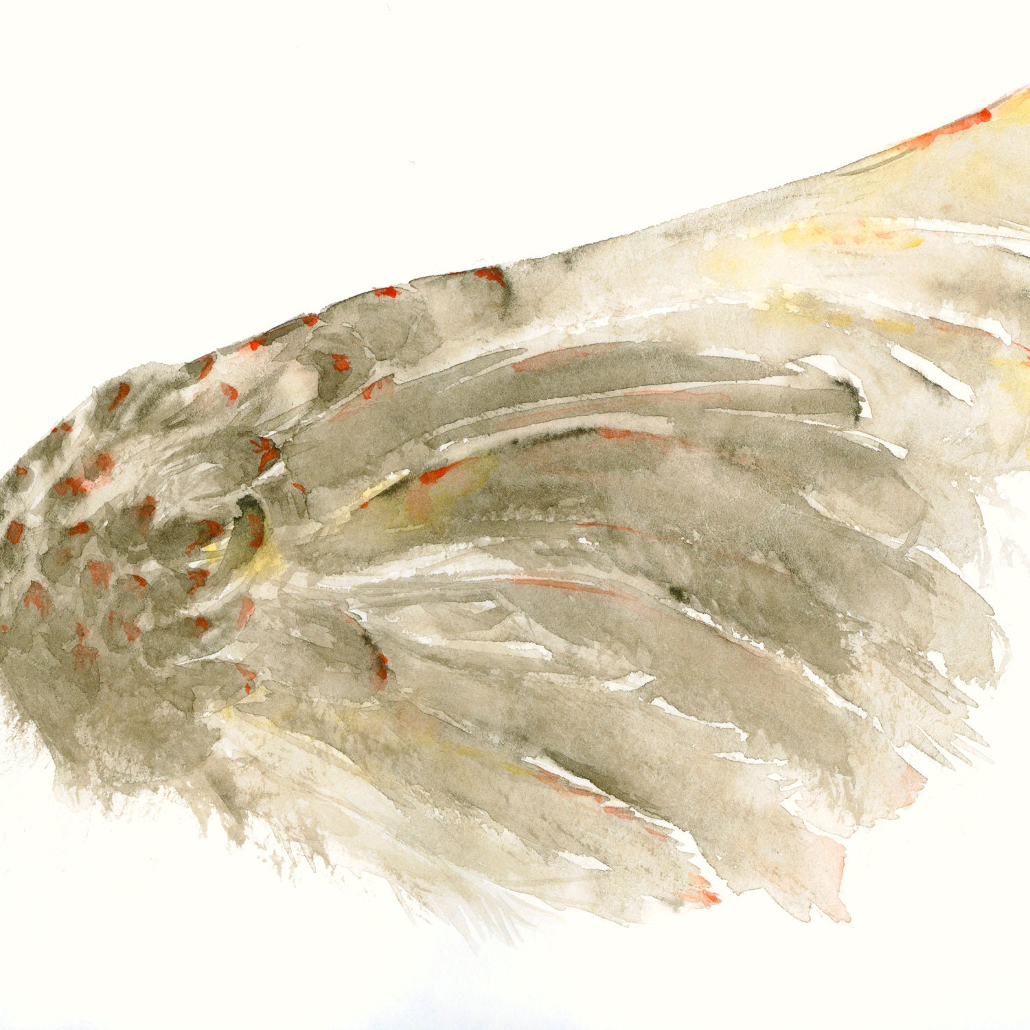 Birds Wing - Fine Art Print from Original Watercolor Painting