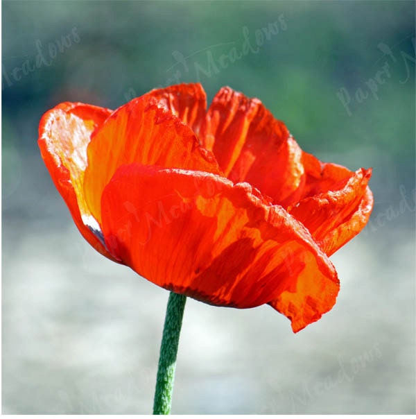 SALE Remembrance Day, Single Poppy, Image Download, Flower Nature, 8 x 8 inch - PaperMeadows