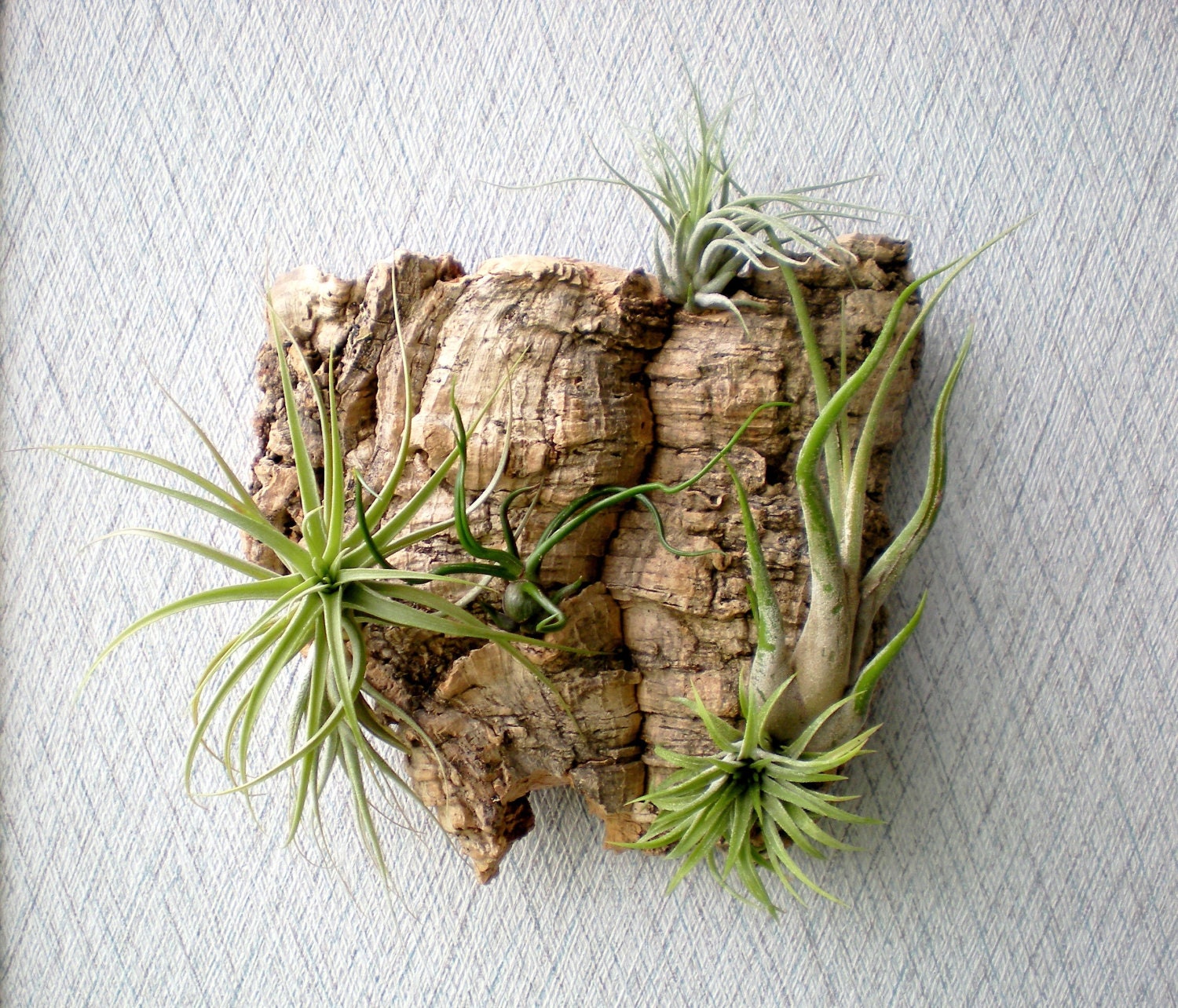 Wall Garden: Air Plants on Sustainable Virgin Cork Bark - Plantzilla Wall Garden: Air Plants on Sustainable Virgin Cork Bark - Plantzilla