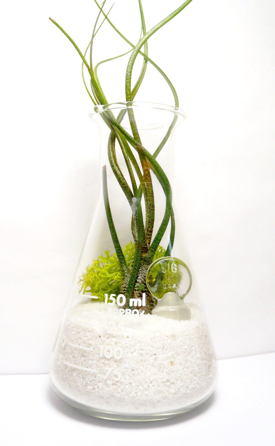 Erlenmeyer Flask Air Plant Terrarium: Laboratory Flask with Tillandsia
