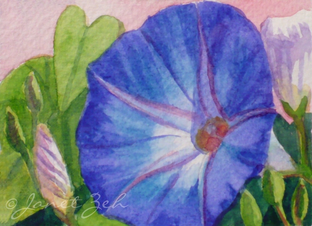 Blue Flower Painting Morning Glory ACEO Matted Original Art Janet Zeh