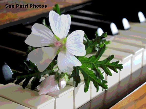 Piano Art Music Teachers Gift Piano Players Art Flower on Piano Photo