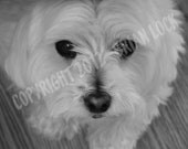 Maltese Dog Black and White Photograph - Puppy Dog Eyes