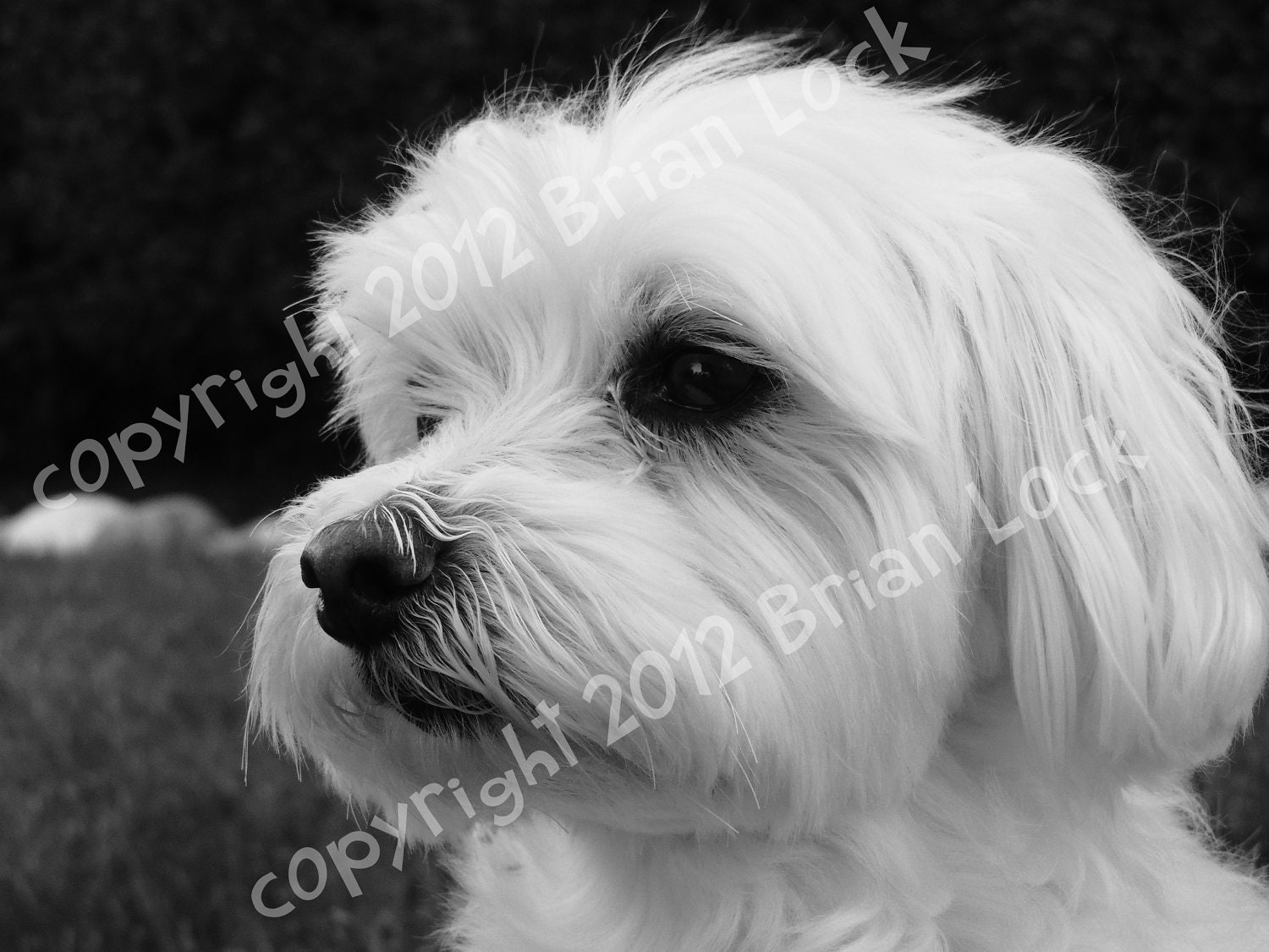 Maltese Dog Black and White Photograph - Good Boy
