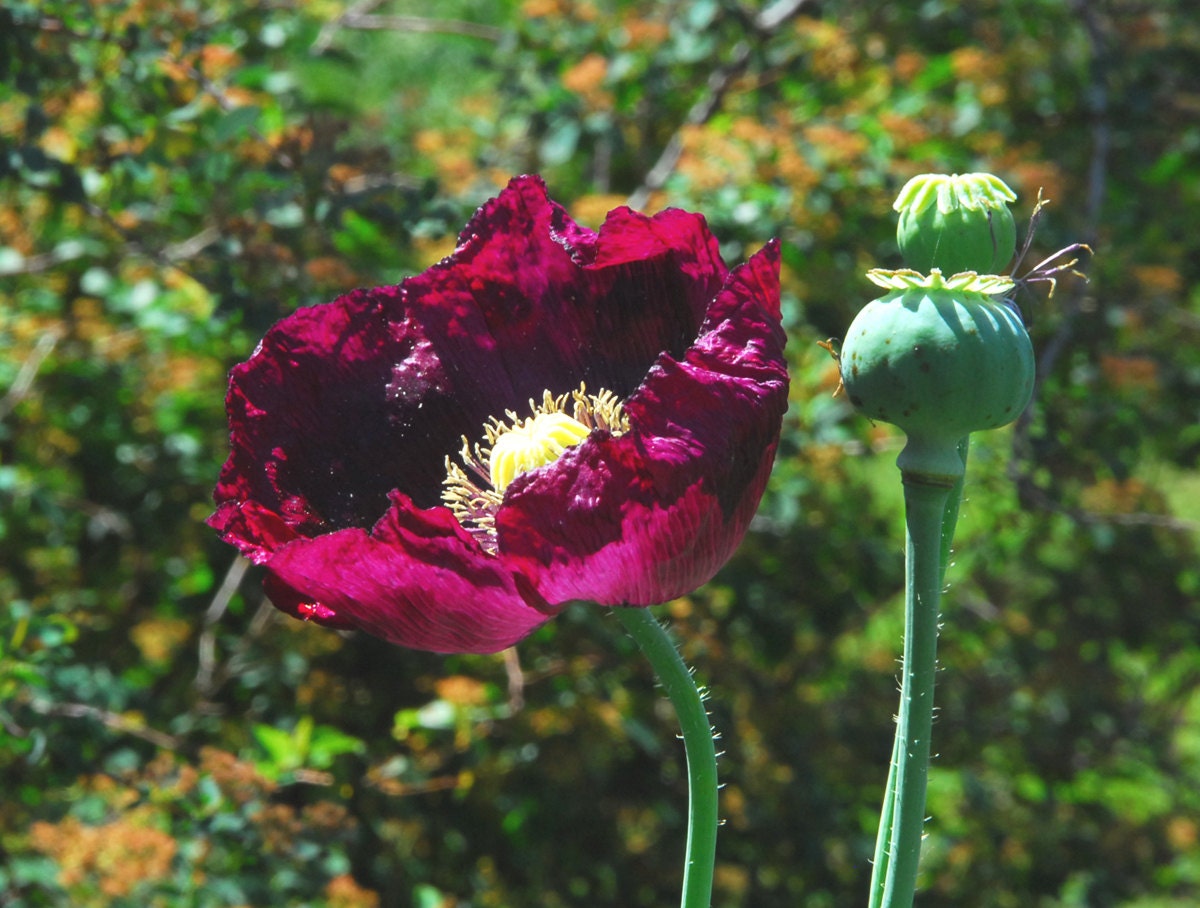 Purple Poppy Flowers