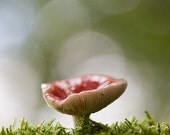 Red Topped Mushroom photo, dreamy bokeh effect, macro, nature Photo, woodland photo, autumn  - 8x8 fine art photograph - pixamatic