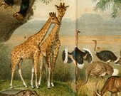 African fauna, lion, elephant, gorilla, giraffe: Antique 1890s chromolithograph