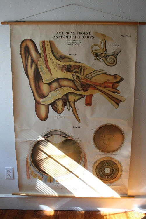 1918 Frohse Anatomical Chart - Eye and Ear