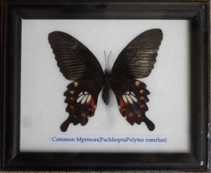 Real BUTTERFLY Collection Taxidermy in Frame / BTF01A