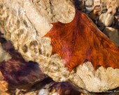 Autumn Leaves in River Photograph.  Fall colors photograph.  River. Pebbles. Rocks. Water. Fine Art Photography 10x15 Print