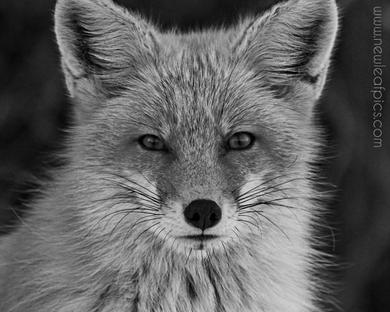 Black and White Animal Photography, Red Fox Portrait, nature photograph, 8x10 wall art