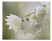DREAMY, Photography, White Flowers, Summer Cottage, Fine Art, Cottage, Shabby Chic