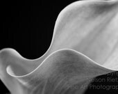 Calla Lily in Black and White, 8 X 12 Fine Art Photography Print, Flower Photo Close-up