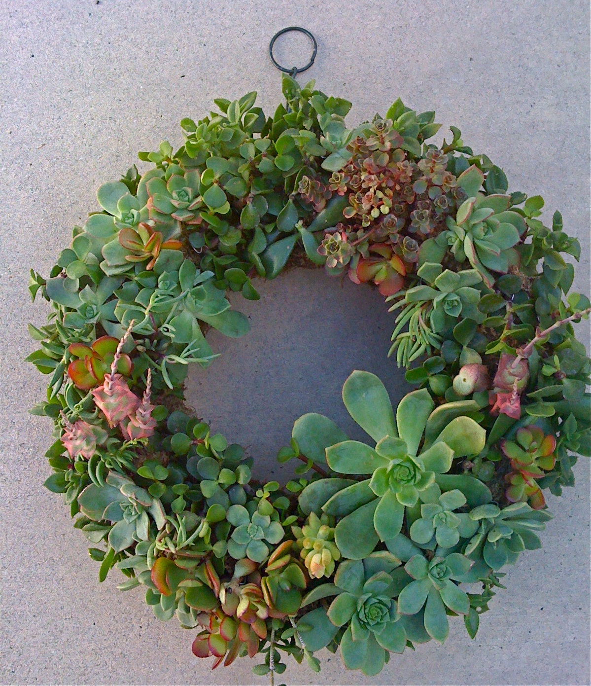 13 inch DIY Wreath - 65 succulent cuttings, 65 floral pins