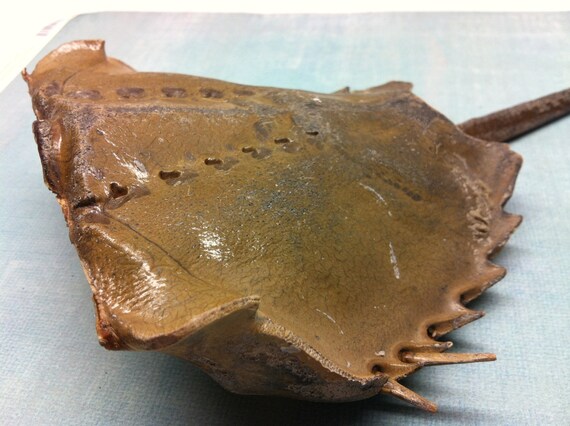 Large Horseshoe Crab Shell with Tail Beach Found by patsytroxell