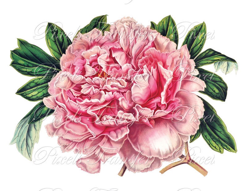 Pink PEONY Digital Downloads collage sheet wedding clipart 171