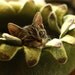Cat bed/cat house/cat cave/ houseleek felted cat bed