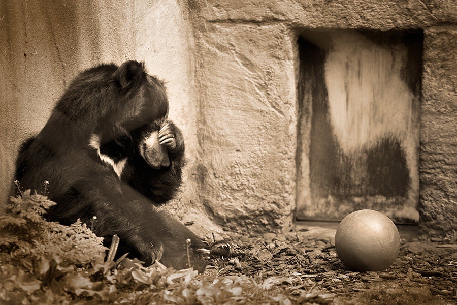 Chinese Moon Bear