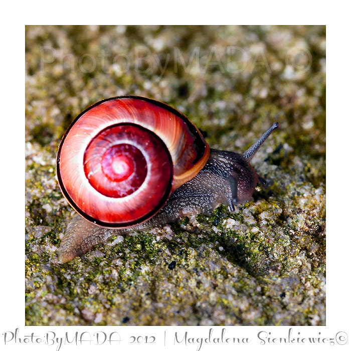 Snail Animal Photography, Nature, Macro, Home Decor, 5 x 5 print Fine Art Photography Print