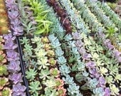 Collection of 6 Succulent Plants