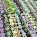 Collection of 6 Succulent Plants
