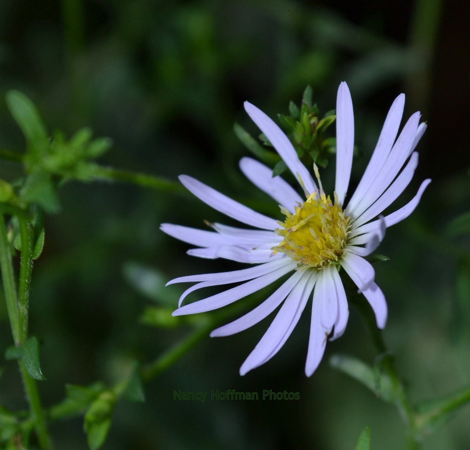 pale purple flowers