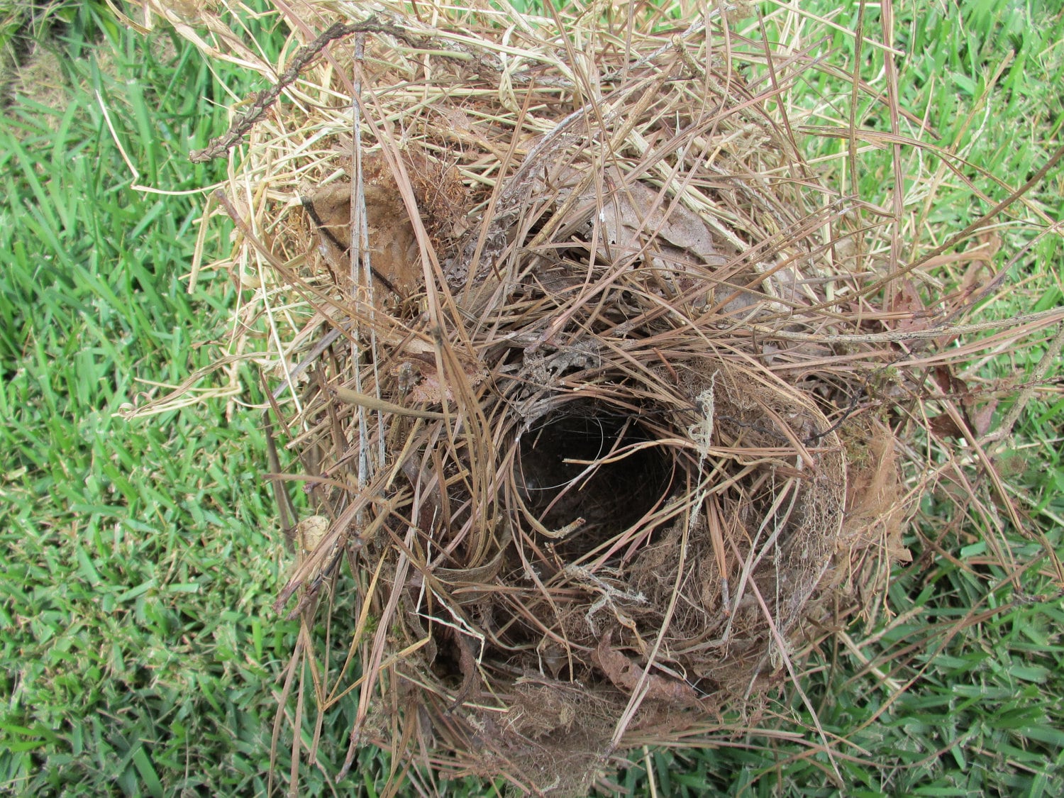 real house wren bird nest by dazzlingaccents on etsy real house wren bird nest by dazzlingaccents on etsy