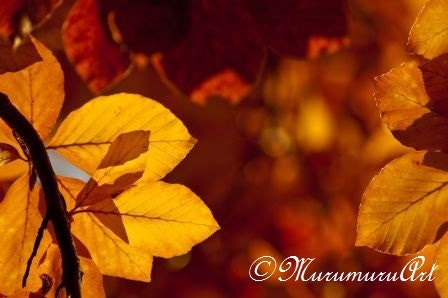 Red and Gold Forest, Big Yellow Leaf, Fine Art Photography, 12x7.88"