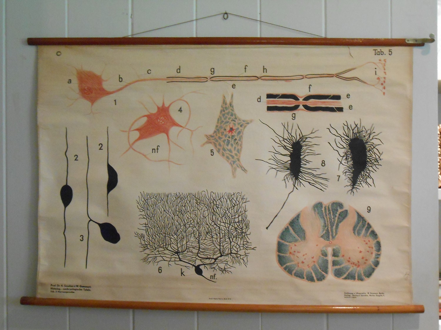Original Belgian School Chart of Nervous System Tissue