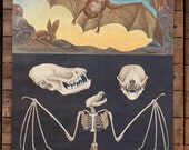 Vintage School Chart of Bat