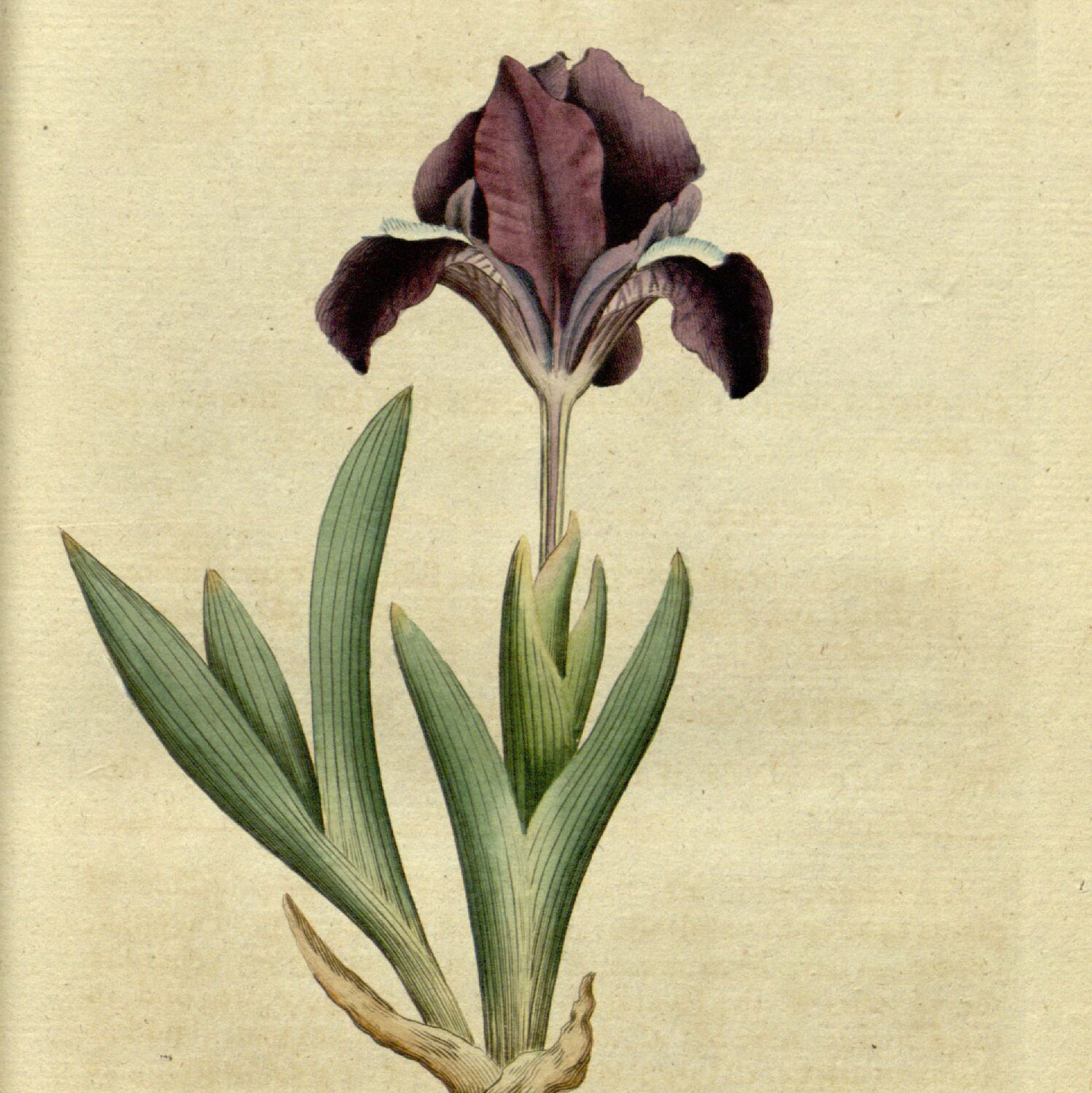 Botanical prints French Painting Digital Image by mapsandposters