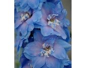Rocket Larkspur, Flower Seed Mix, Attracts Hummingbirds to the Garden