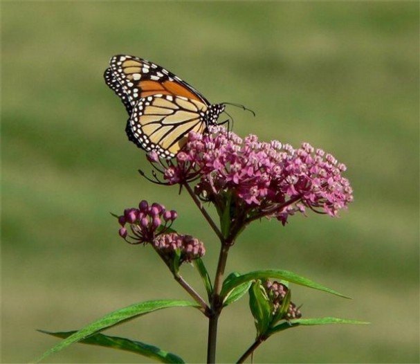 Attract Butterflies to Your Garden, Pink Milkweed, Perennial Seeds