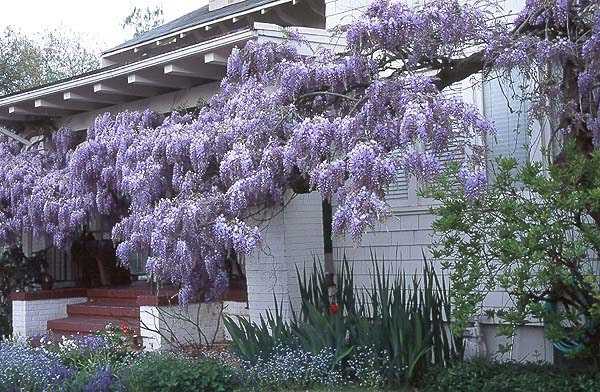 Chinese Wisteria Vine, Very Fragrant, Grow as a Bonsai, Seeds
