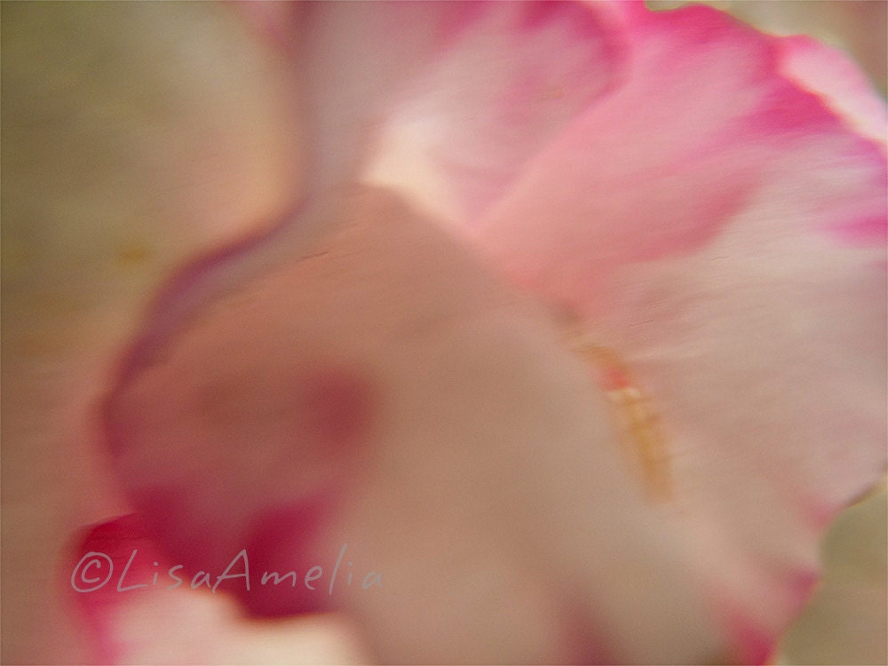 Deja Vue. 8X10 fine art print. Photograph, abstract, soft texture, soft pink, pale yellow, cream, macro, Azelea, flower