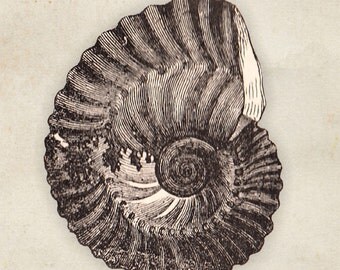 Sea Shell  Print Ammonites planorbis Fossil 8x10 Art  Print Decorative Wall Art