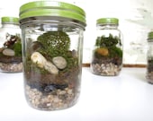 Small Pickle Jar Terrarium Green Live Moss Terrarium Desktop Garden Vintage Shabby Chic Terrarium Garden